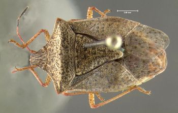 Media type: image;   Entomology 619820 Aspect: habitus dorsal view